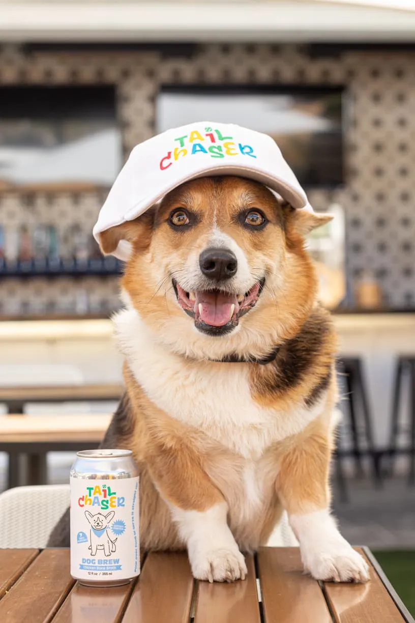Corgi in a Tail Chaser cap beside a can of Tail Chaser dog brew