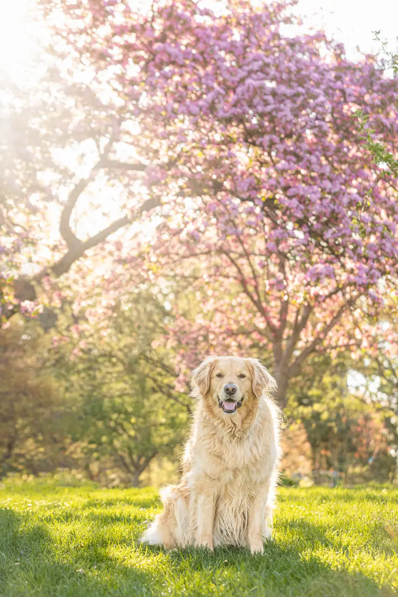 Pets photo 33 of 76 by K Schulz Photography