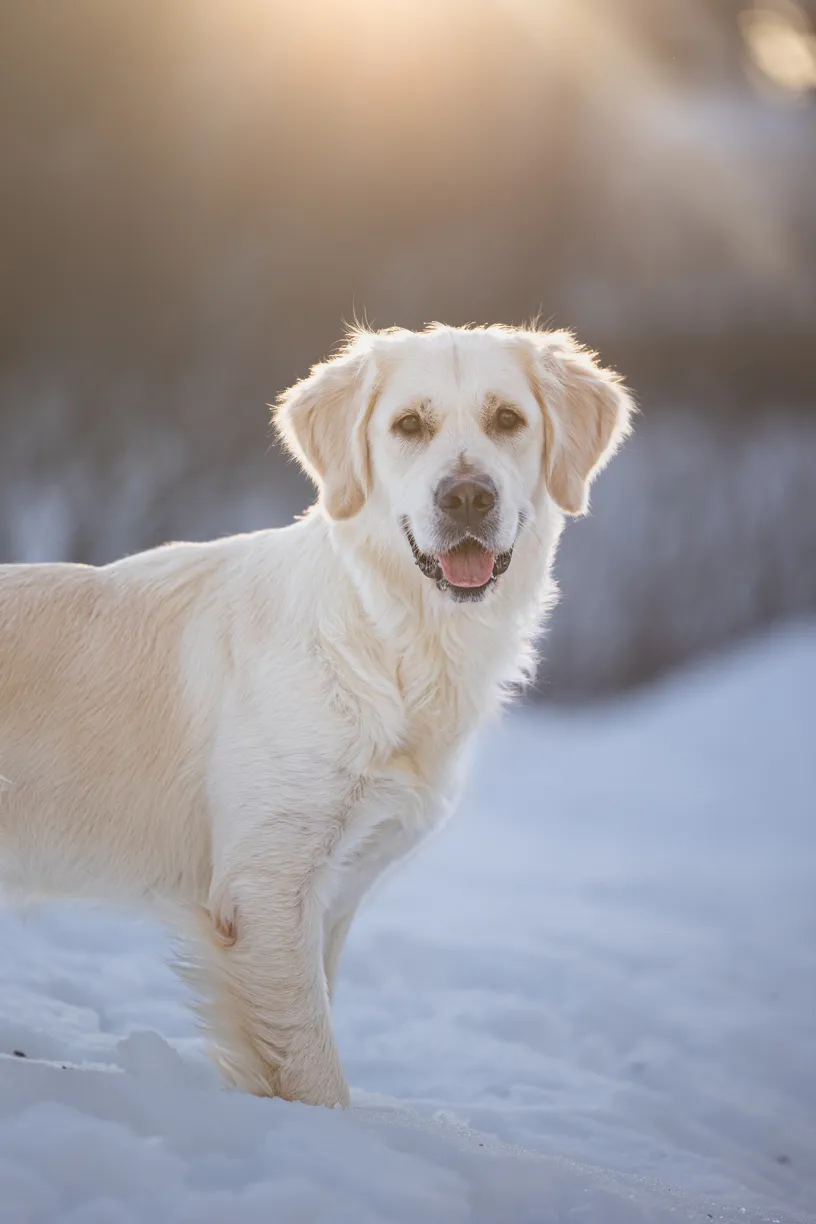 The Magic of Winter Pet Photography Sessions in Minnesota, photo 9 of 13