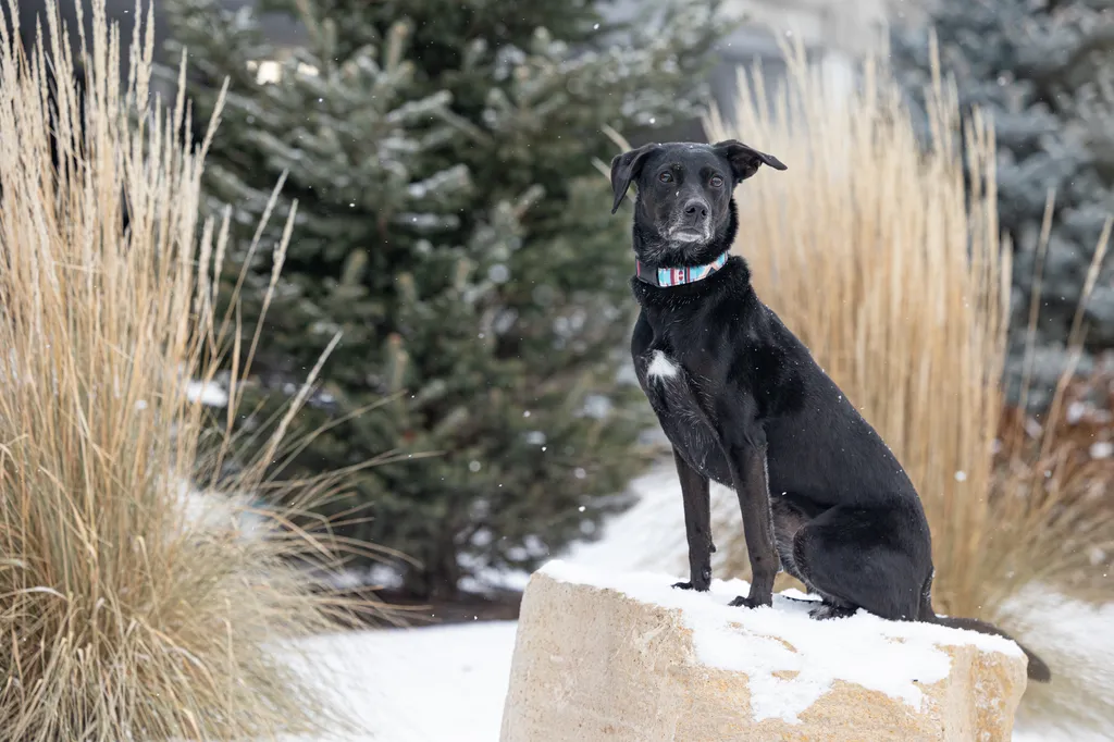 The Magic of Winter Pet Photography Sessions in Minnesota, photo 2 of 13