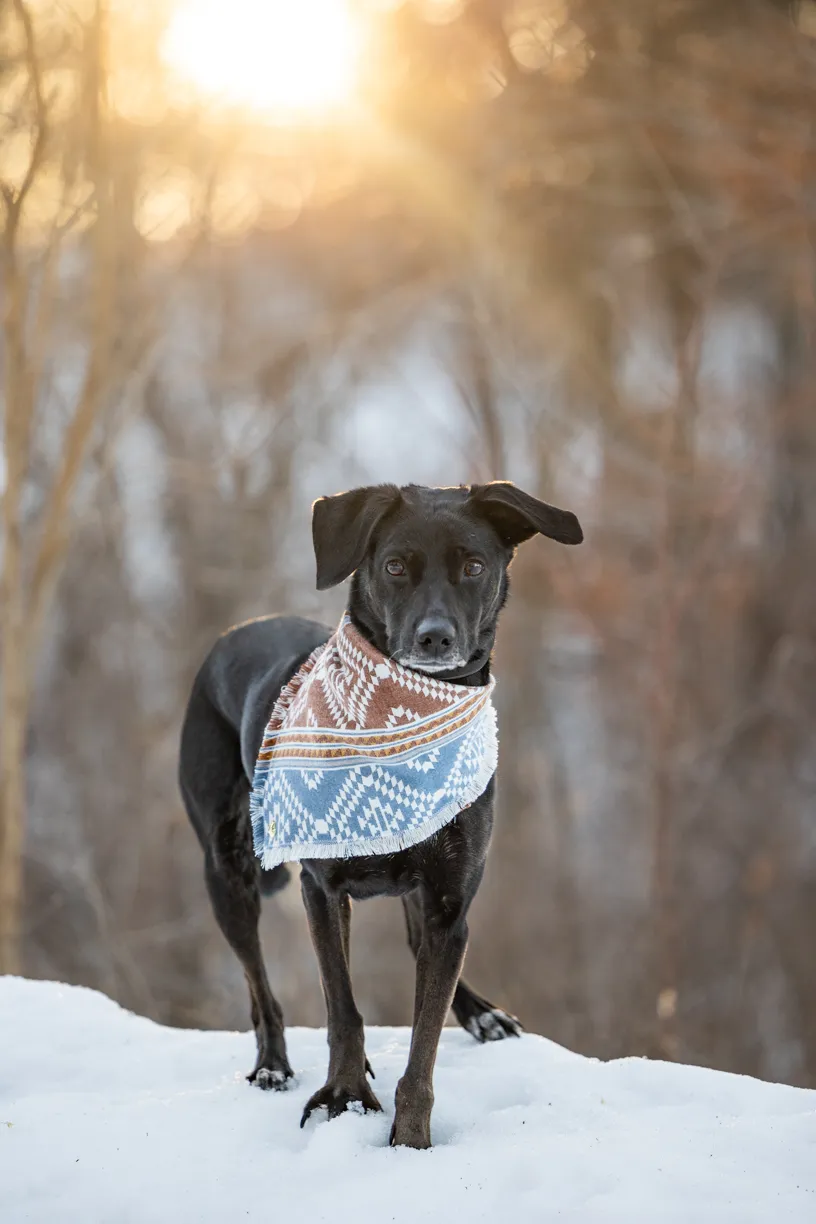 The Magic of Winter Pet Photography Sessions in Minnesota, photo 10 of 13