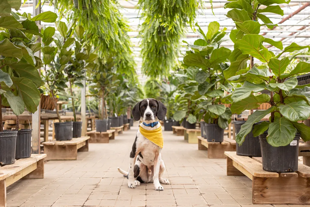 Minnesota Winter with Your Dog: Activities to keep you active and sane, photo 10 of 14