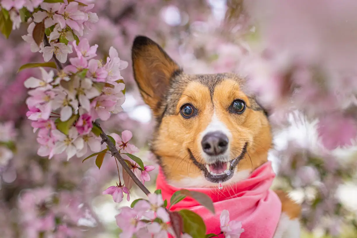 Corgi in a pink bandana smiling under crabapple blossoms