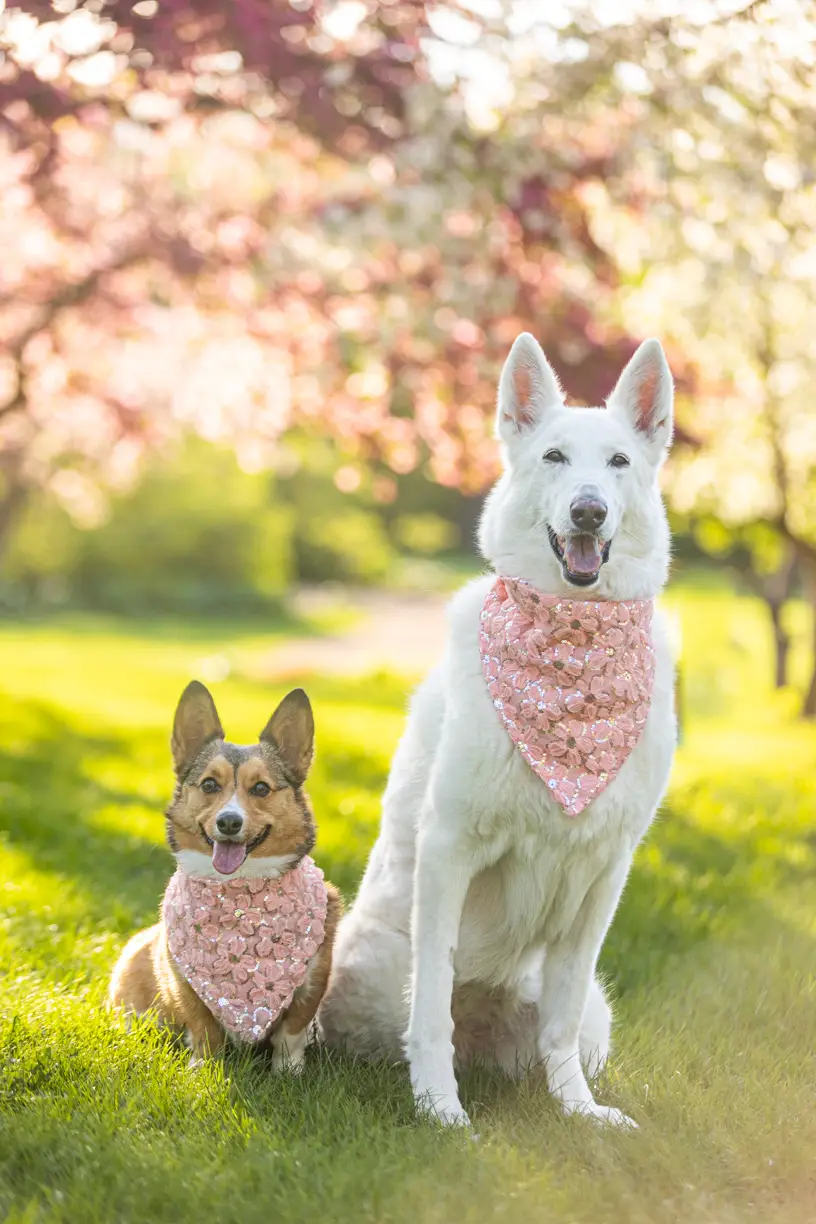 Pets photo 37 of 76 by K Schulz Photography