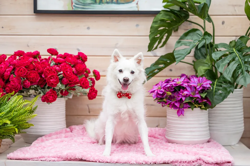 Minnesota Winter with Your Dog: Activities to keep you active and sane, photo 7 of 14