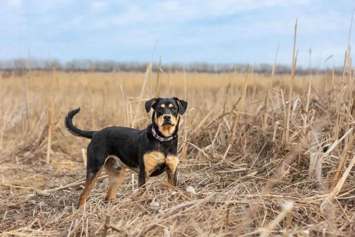 Pets photo 39 of 76 by K Schulz Photography