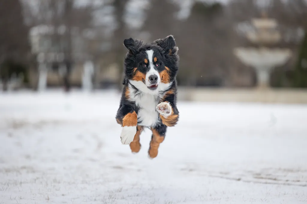 The Magic of Winter Pet Photography Sessions in Minnesota, photo 3 of 13