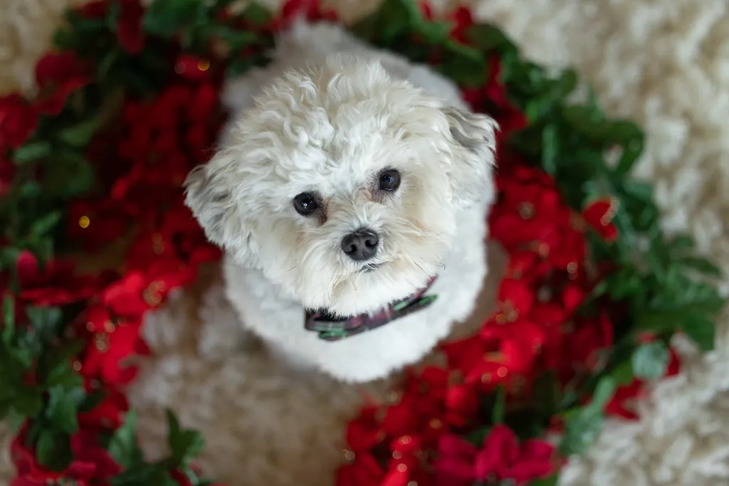 Holiday party tricks to teach your dog, photo 2 of 2