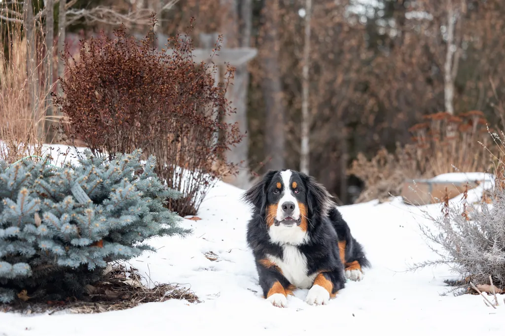 The Magic of Winter Pet Photography Sessions in Minnesota, photo 4 of 13