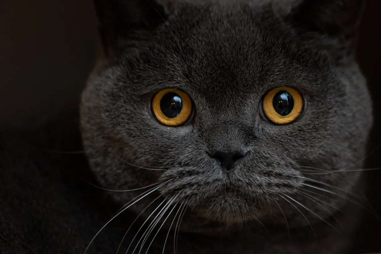 Close portrait of a grey cat with amber eyes against a dark background