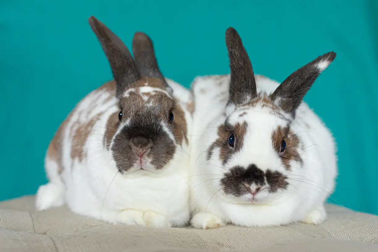 Pets photo 41 of 76 by K Schulz Photography
