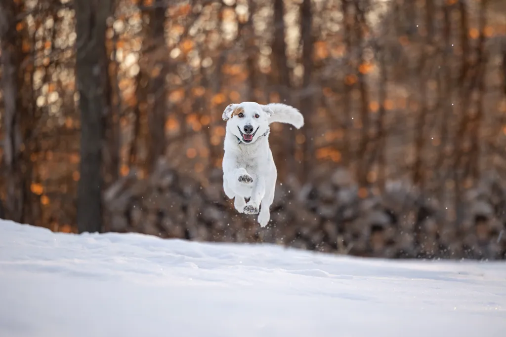 Minnesota Winter with Your Dog: Activities to keep you active and sane, photo 14 of 14