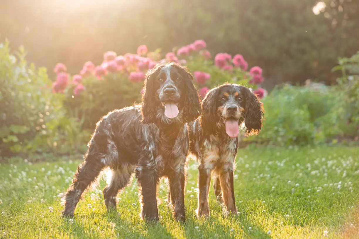 Pets photo 24 of 76 by K Schulz Photography