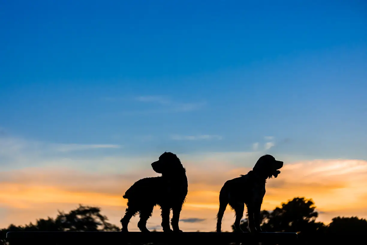 Pets photo 43 of 76 by K Schulz Photography