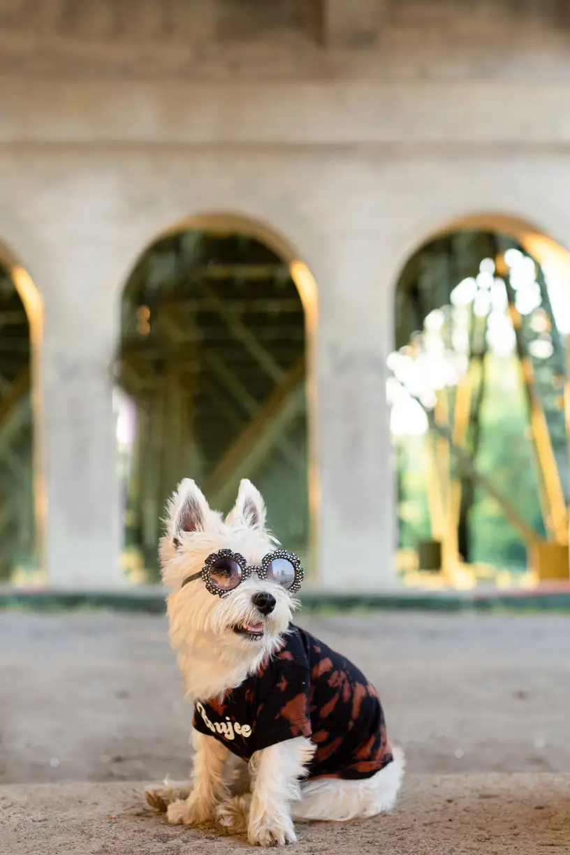 West Highland terrier in goggles and a dog jacket under stone arches