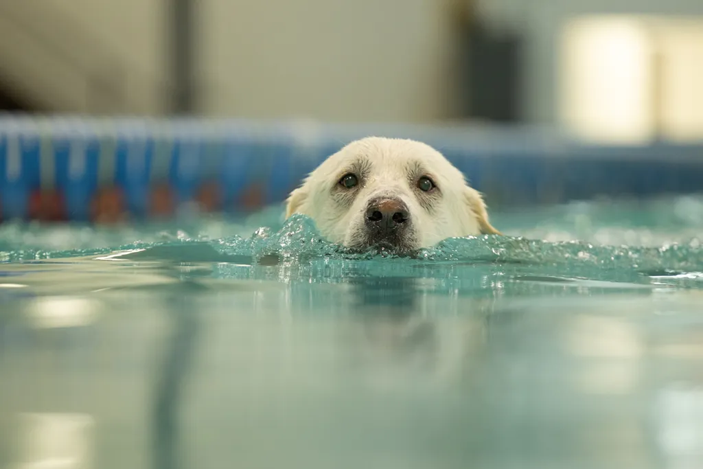 Minnesota Winter with Your Dog: Activities to keep you active and sane, photo 11 of 14