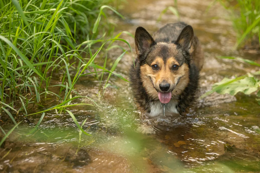 Senior pet bucket list: 10 activities to do with your aging pet, photo 7 of 9