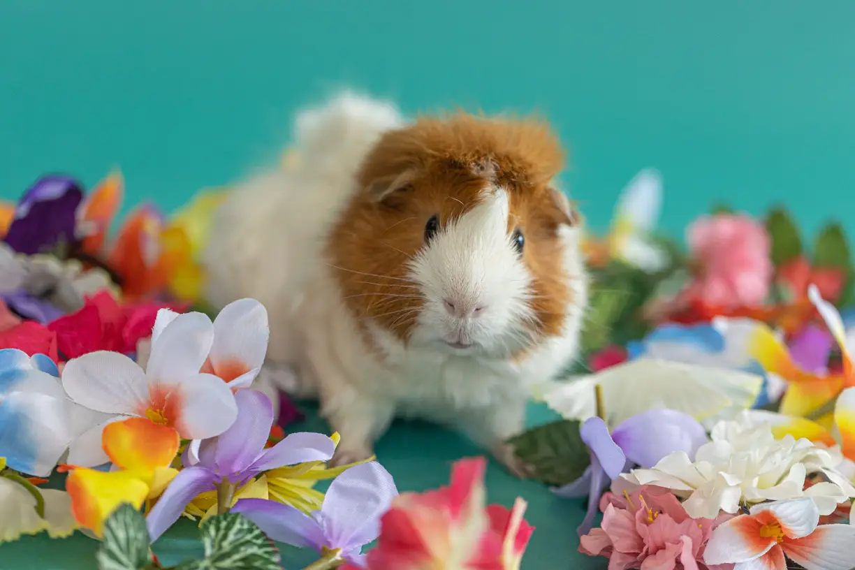 Pets photo 50 of 76 by K Schulz Photography