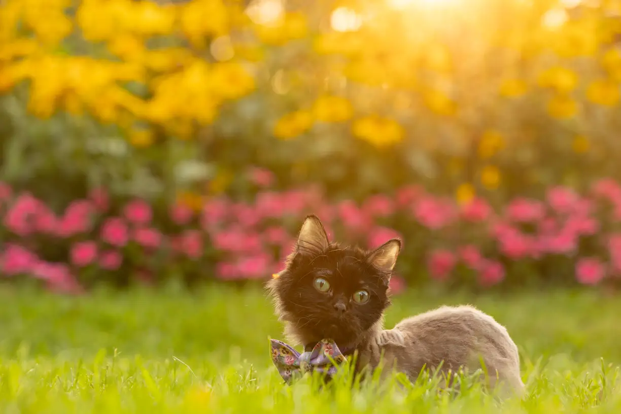 Pets photo 9 of 76 by K Schulz Photography