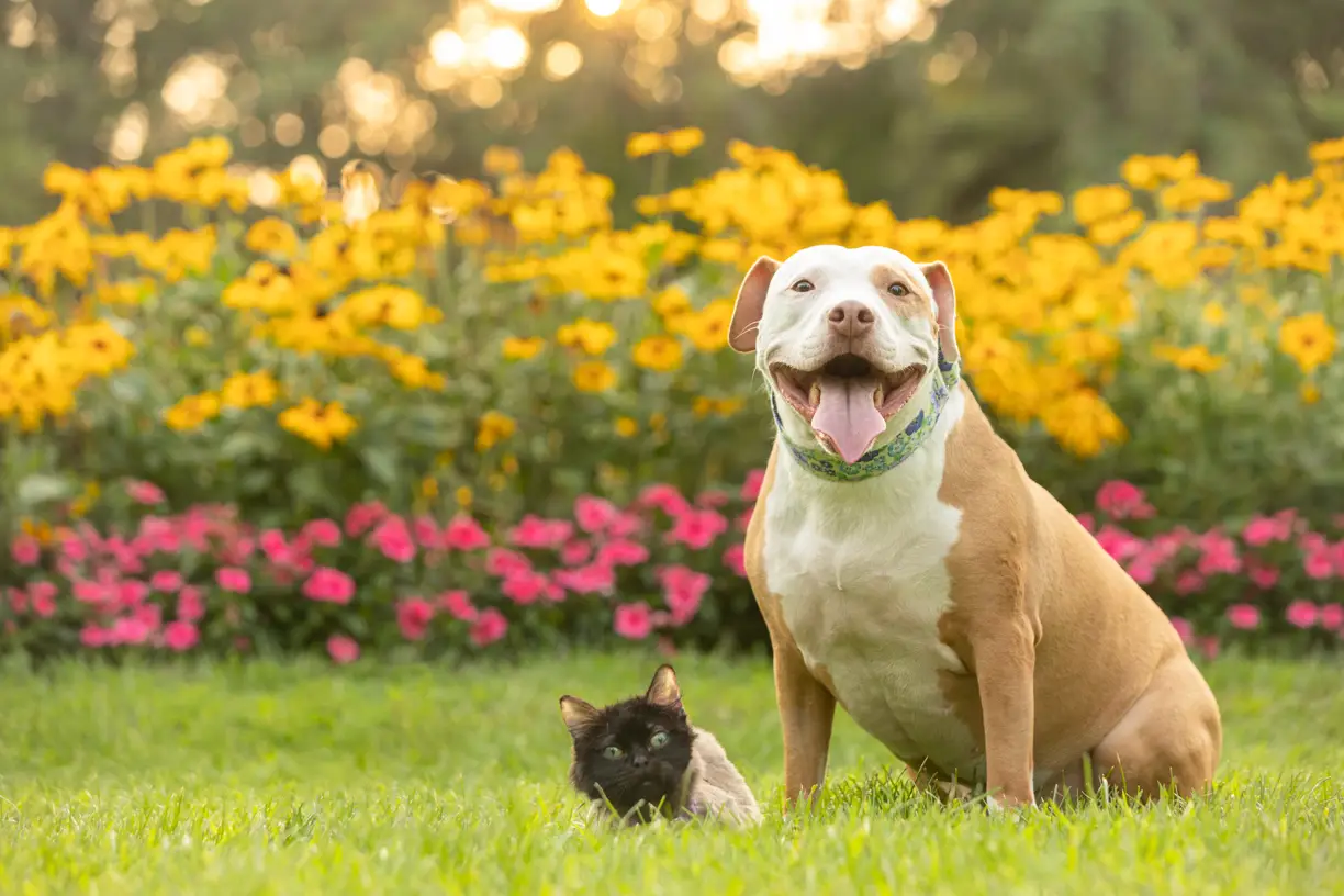 Pets photo 54 of 76 by K Schulz Photography