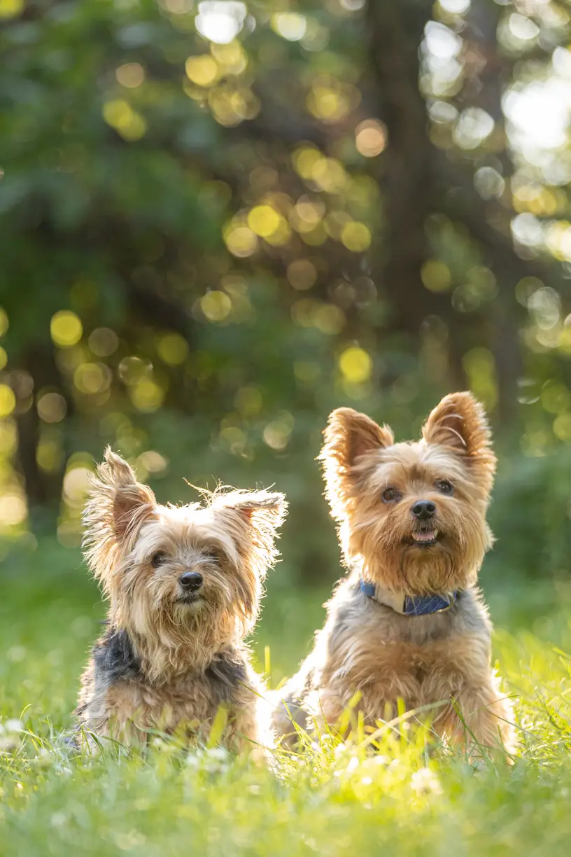 Pets photo 55 of 76 by K Schulz Photography