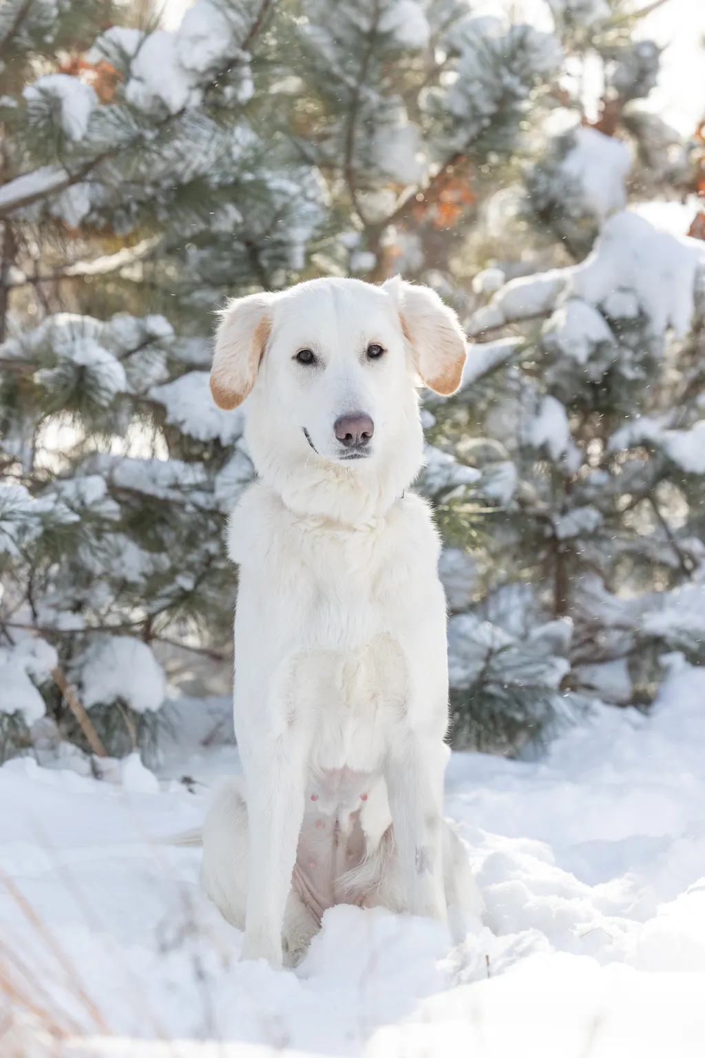 The Magic of Winter Pet Photography Sessions in Minnesota, photo 8 of 13