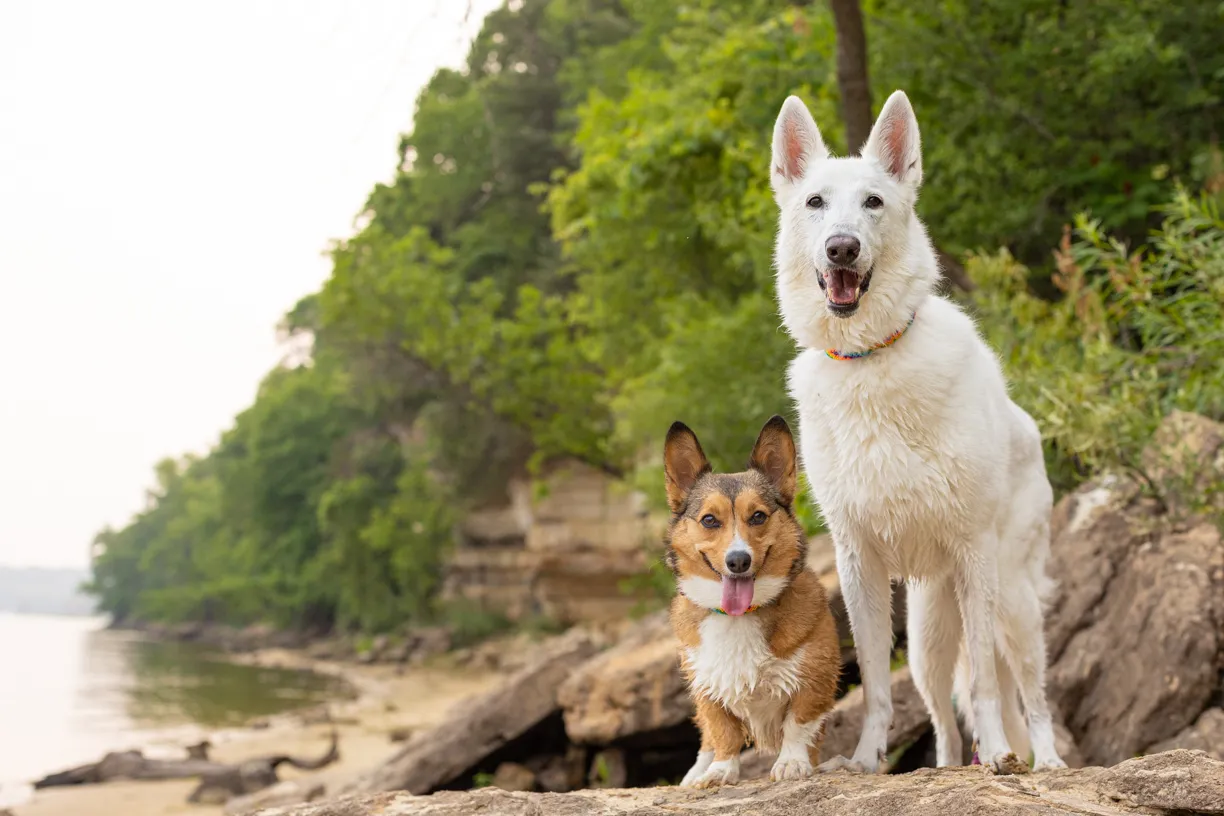 Photo from Shannon, Frosty and Twinkie’s session