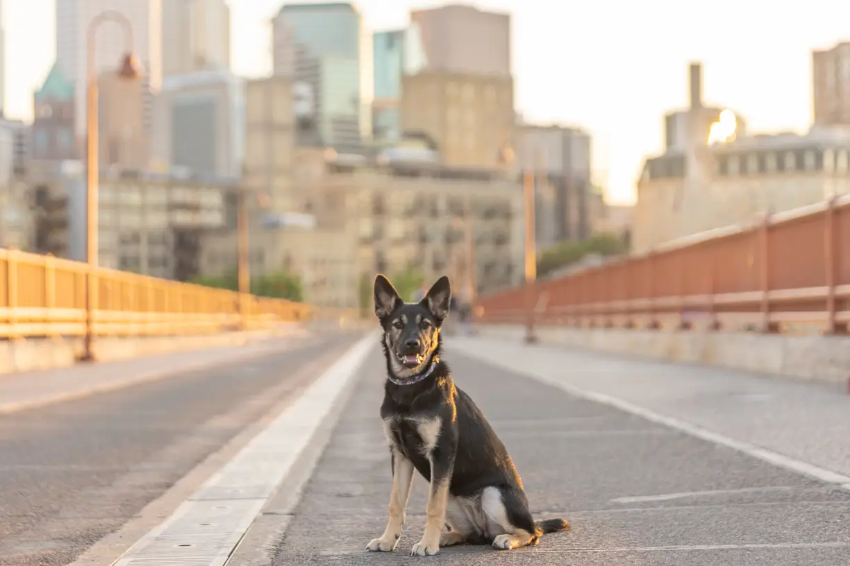 Pets photo 56 of 76 by K Schulz Photography