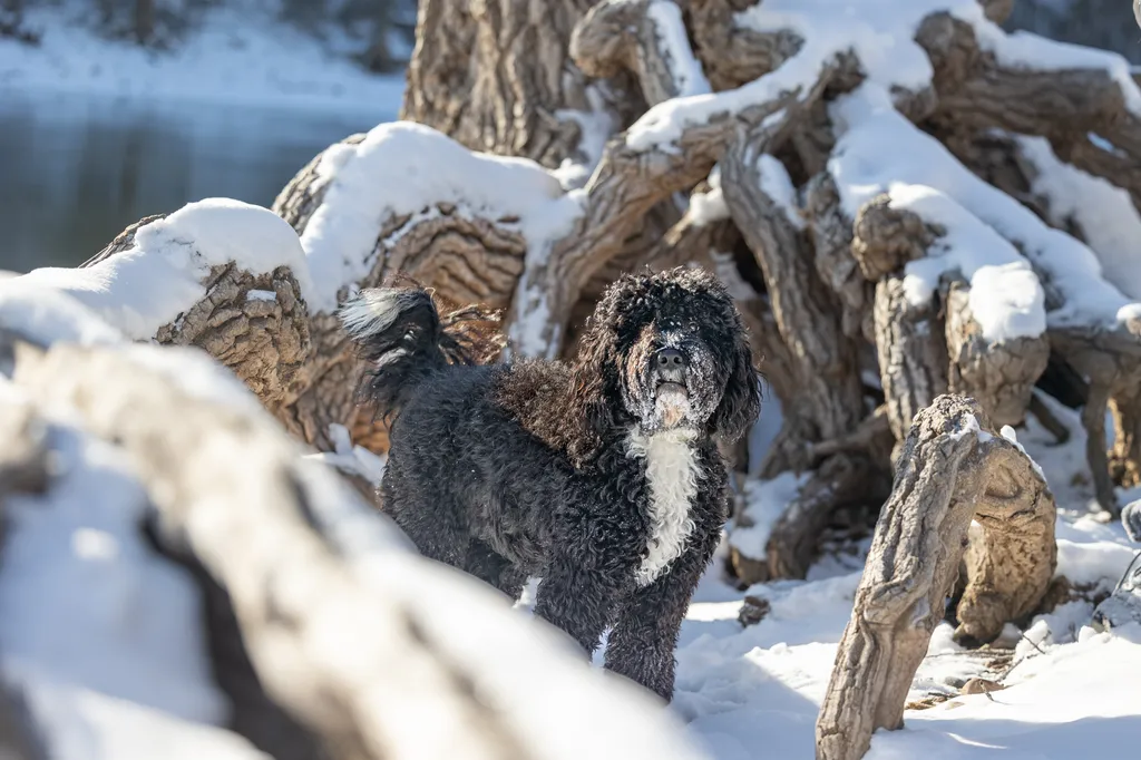 The Magic of Winter Pet Photography Sessions in Minnesota, photo 6 of 13