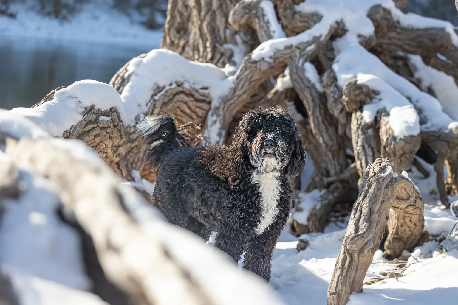 Cover photo for The Magic of Winter Pet Photography Sessions in Minnesota