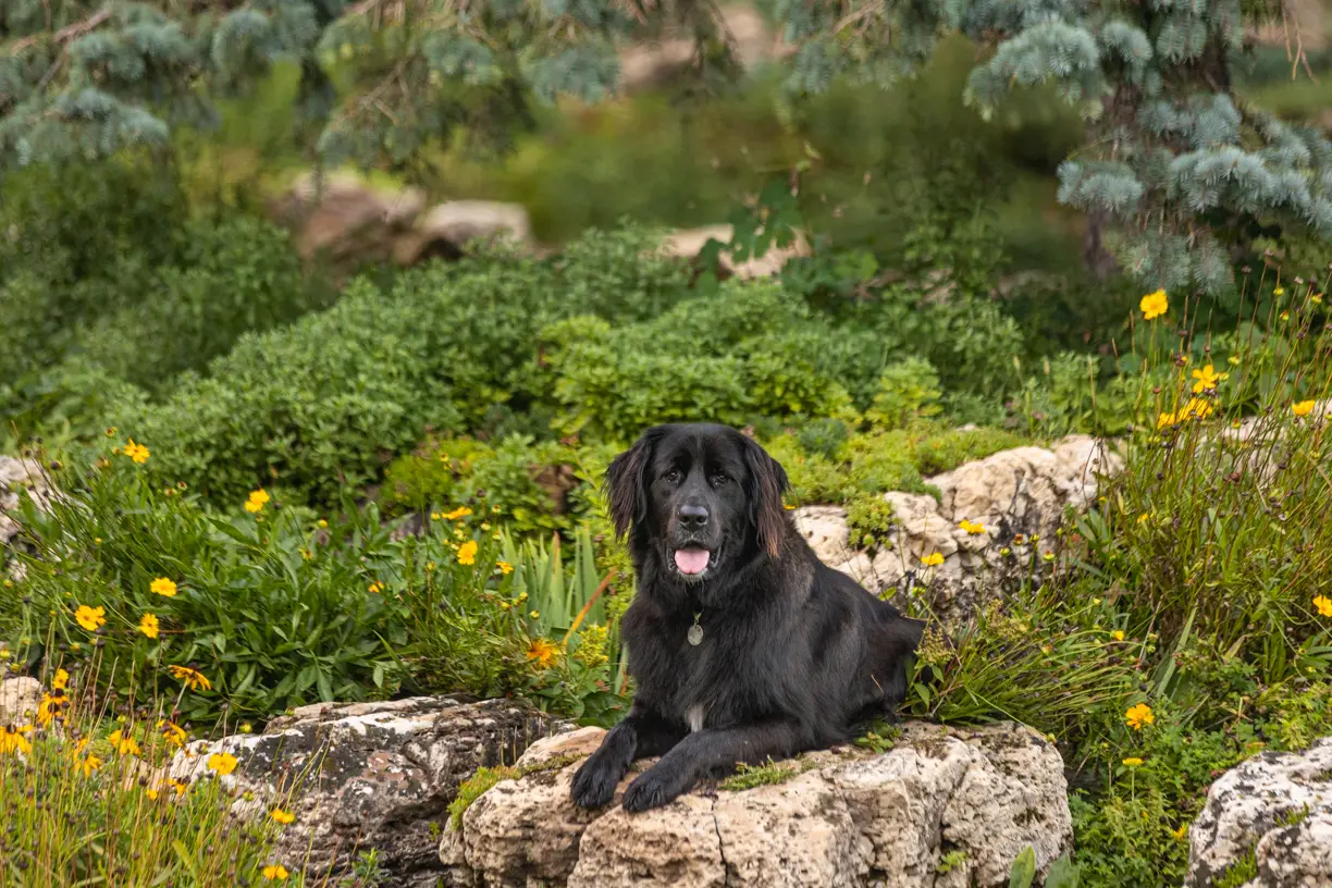 Pets photo 58 of 76 by K Schulz Photography