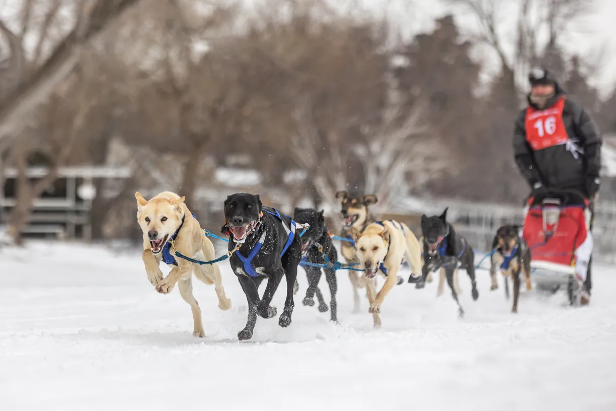 Cover photo for Minnesota Winter with Your Dog: Activities to keep you active and sane