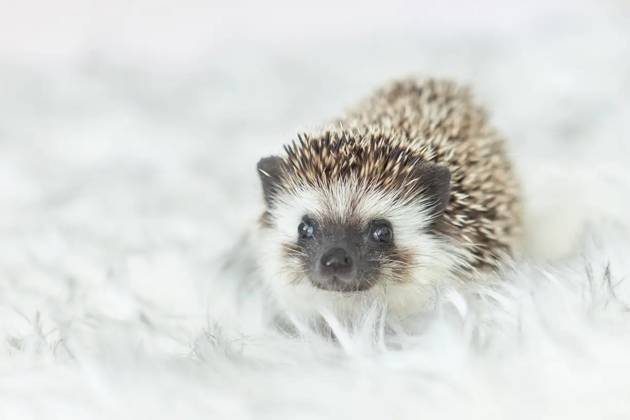 Pets photo 59 of 76 by K Schulz Photography