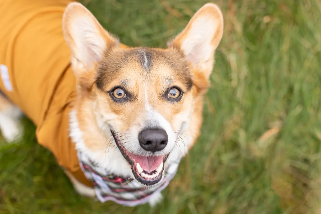 Pets photo 48 of 76 by K Schulz Photography