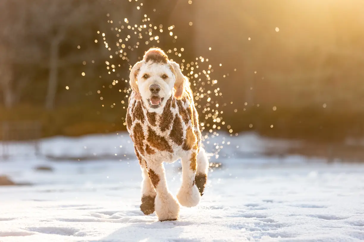 Pets photo 61 of 76 by K Schulz Photography
