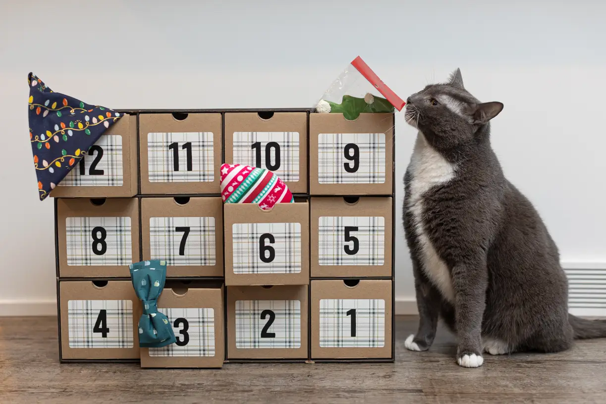 Grey and white cat inspecting a pet advent calendar box
