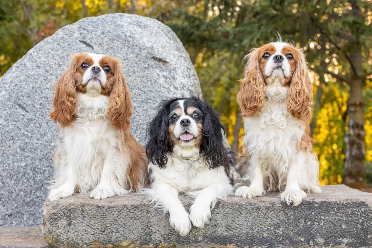Pets photo 52 of 76 by K Schulz Photography