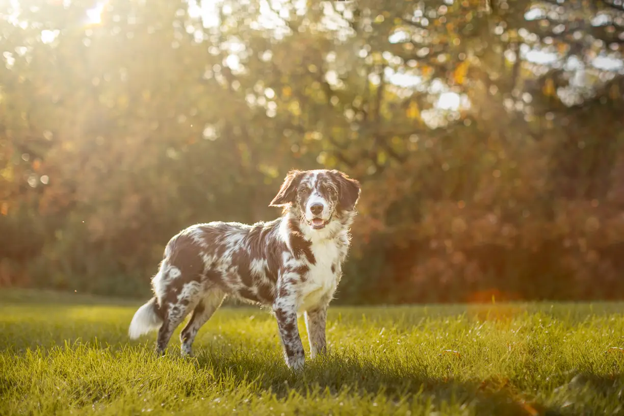 Pets photo 32 of 76 by K Schulz Photography