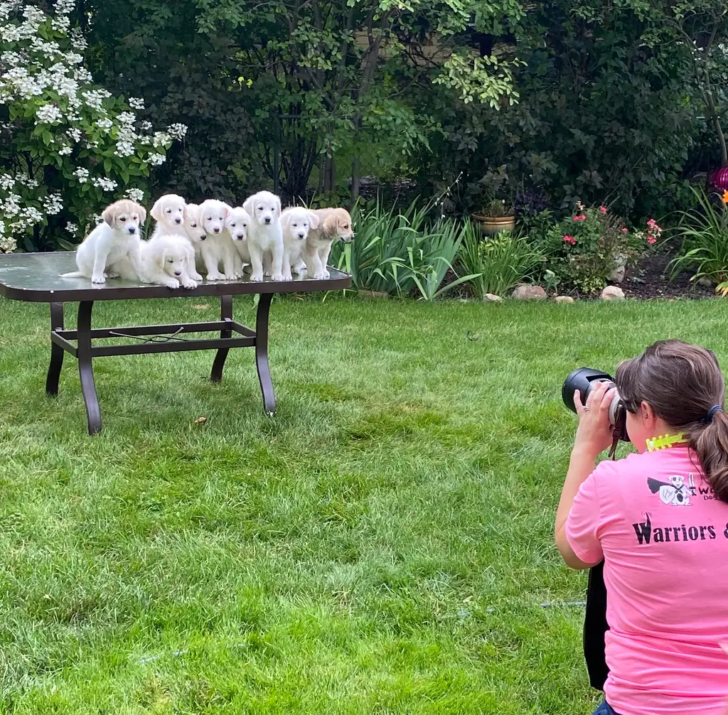 Why You Should Give Your Pet A Professional Photo Session, photo 1 of 3