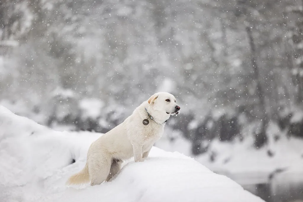 The Magic of Winter Pet Photography Sessions in Minnesota, photo 11 of 13