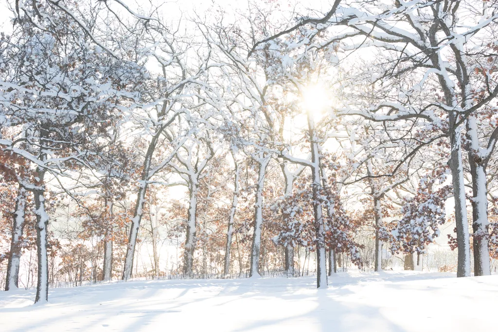 The Magic of Winter Pet Photography Sessions in Minnesota, photo 1 of 13