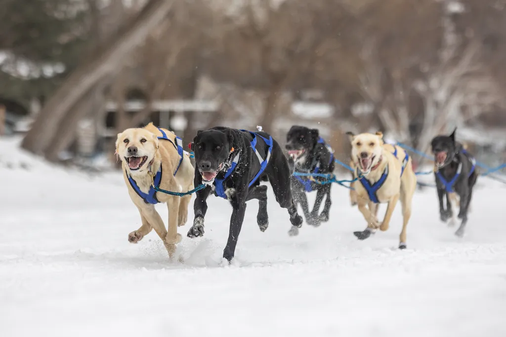 Klondike Dog Derby 2022 Lake Minnetonka, photo 23 of 29