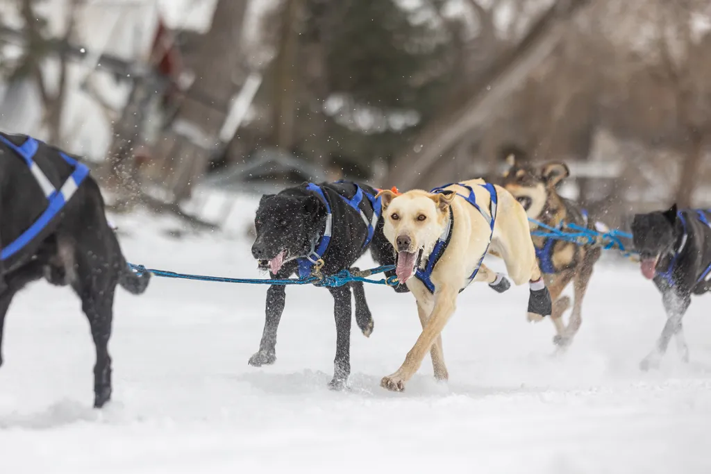 Klondike Dog Derby 2022 Lake Minnetonka, photo 24 of 29