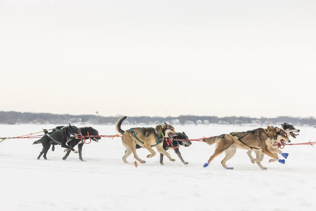 Klondike Dog Derby 2022 Lake Minnetonka, photo 3 of 29