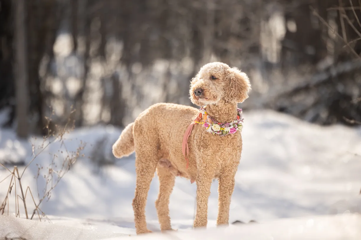 Cover photo for Dog Maternity and Newborn puppy photos: Mama Bee and the Wildflower litter