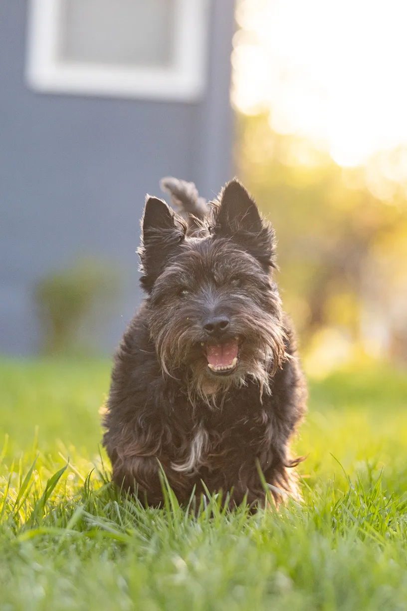 end of life session, senior dog
