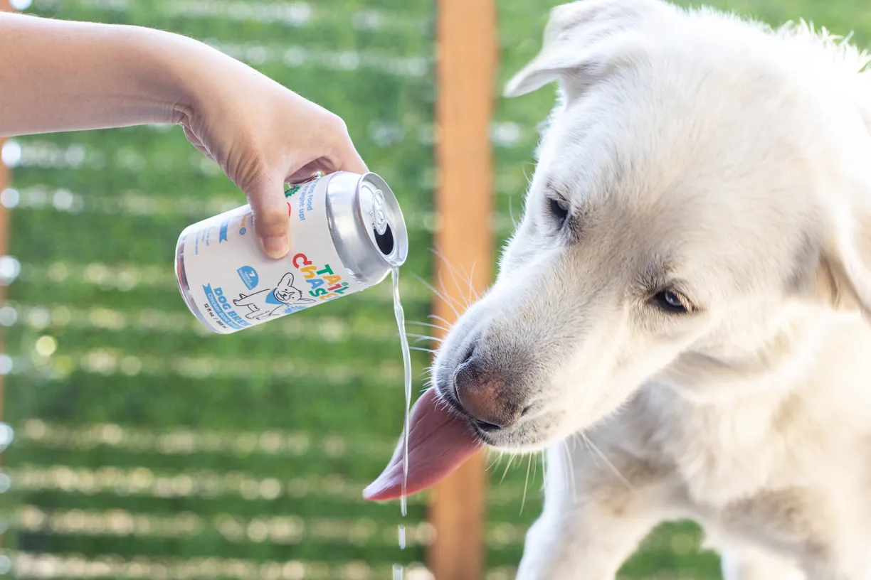 Photography with Dog Models: Tail Chaser Dog Brew