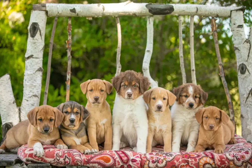 Dogs from K Schulz Photography sessions