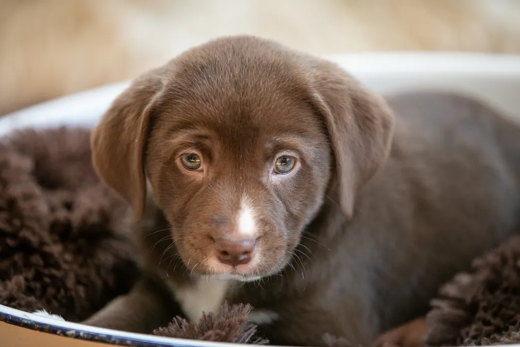 The Sesame Street litter: Puppy Pictures, photo 11 of 53