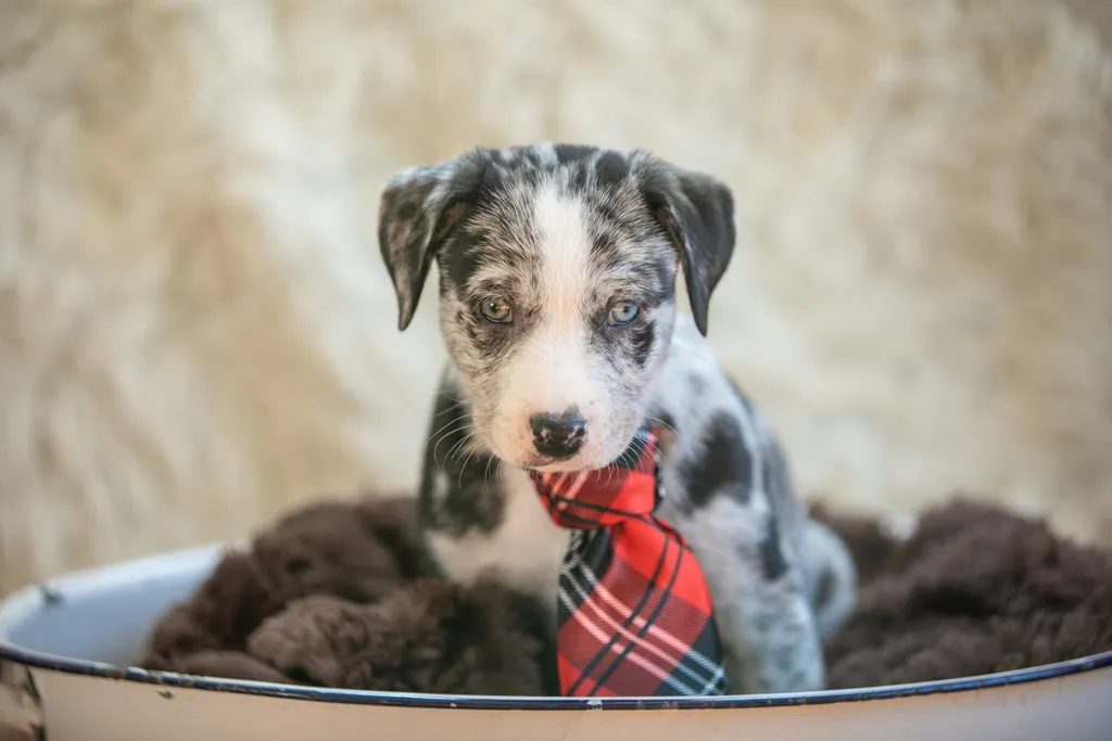 The Sesame Street litter: Puppy Pictures, photo 14 of 53